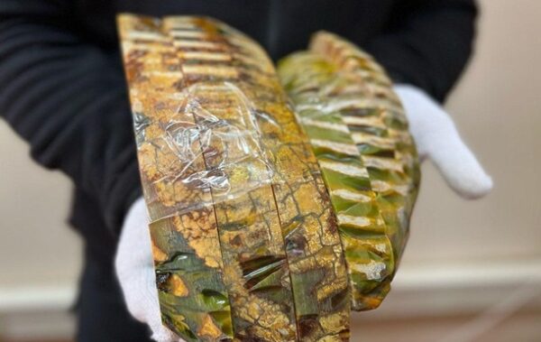 Митники зупинили контрабанду зубів мамутів