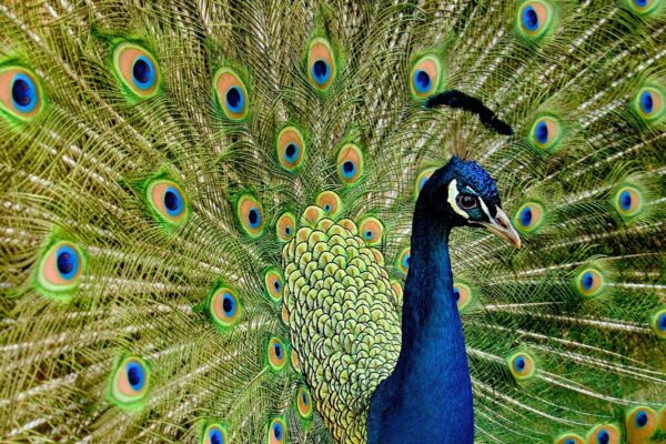 Гороскоп для знаків зодіаку на 1 квітня 2025 року