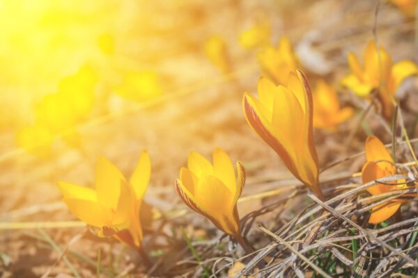 На вихідні синоптики прогнозують дощі та нічні заморозки