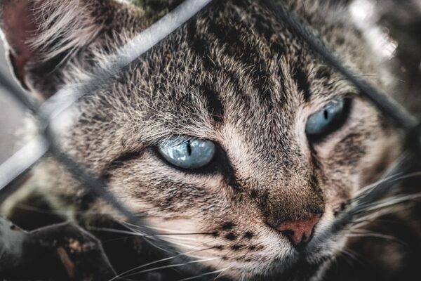 Свята 10 квітня 2025 року: що не можна робити в цей день