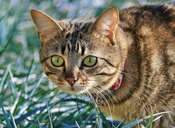 Свята 9 квітня 2025 року: іменини, прикмети