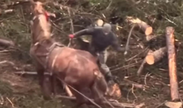 У Буковелі чоловік жорстоко бив палицею коня