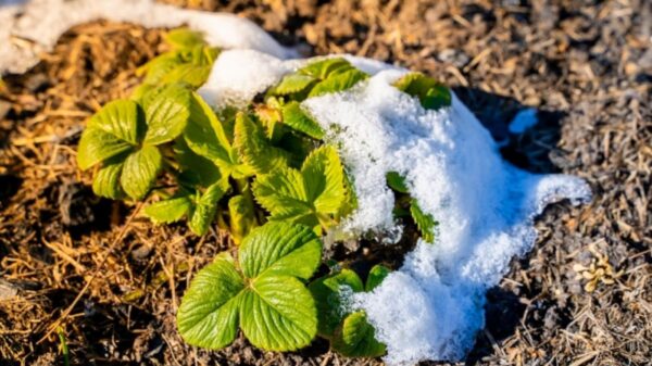 Урожай 2025: якими можуть бути наслідки квітневого похолодання