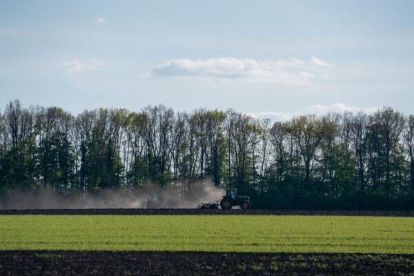 В Україні стартувала сівба гречки