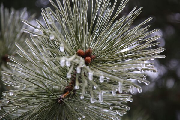 В Україну насуваються заморозки та мокрий сніг