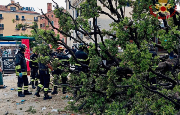 У центрі Венеції 50-річне дерево впало на туристів