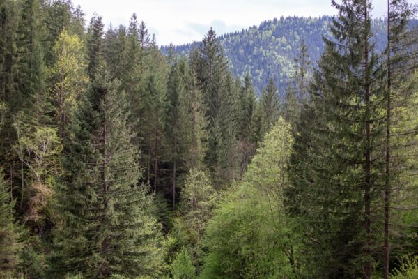 Екопрокуратура скасувала незаконну передачу землі у Мигово