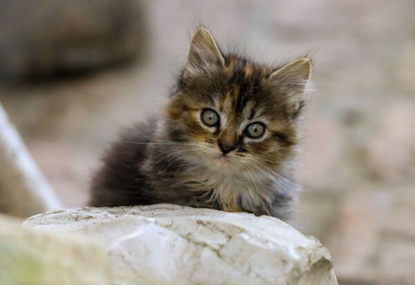 Гороскоп для всіх знаків зодіаку на 30 липня 2025 року