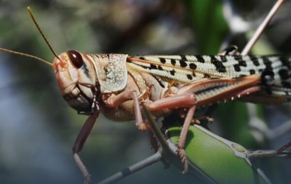 Хто під загрозою. Нашестя сарани в Україні