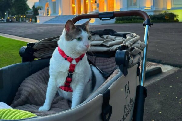 Кіт президента Індонезії отримав власну охорону