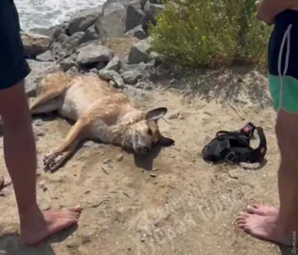 На Одещині врятували собаку, яку власник намагався втопити у морі