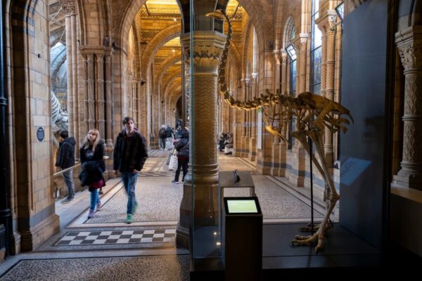 Науковці хочуть “оживити” птаха, що вимер 600 років тому