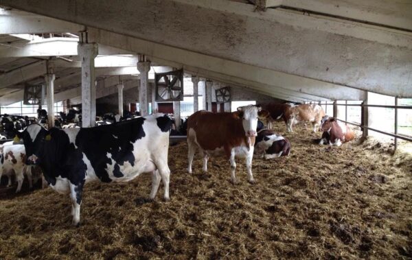 У Черкаській області троє людей загинули на фермі