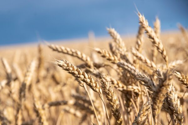 У Мінагрополітики знизили прогноз врожаю зернових на 5%