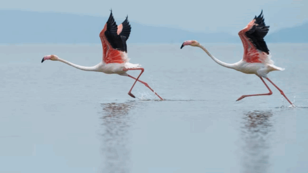 В Італії фермери потерпають від навали “банд” рожевих фламінго