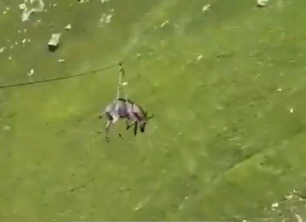 В Росії віслюка запустили на зиплайні зі схилу