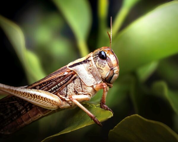 В Україні запровадили режим боротьби з сараною
