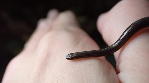 Змія, яку вважали вимерлою, знову з&rsquo;явилася на Барбадосі