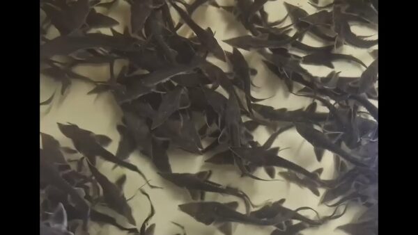 Про тонкощі розведення осетрових на Кіровоградщині