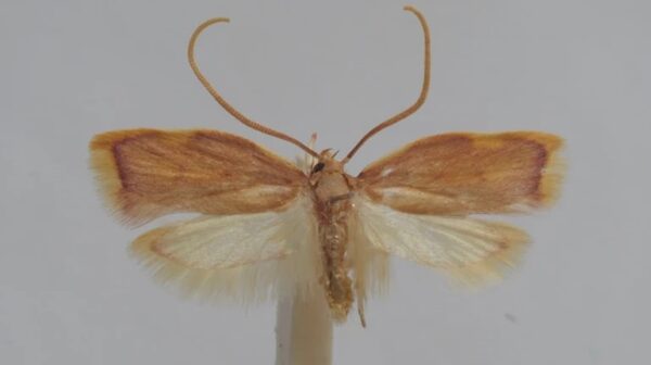 Австрійський вчений назвав новий вид молі на честь дружини