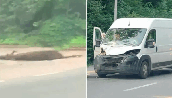 Біля Вінниці мікроавтобус збив лося