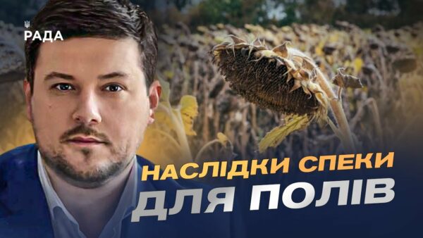 Врожай соняшника 2025: американський прогноз та українські реалії | Денис Марчук