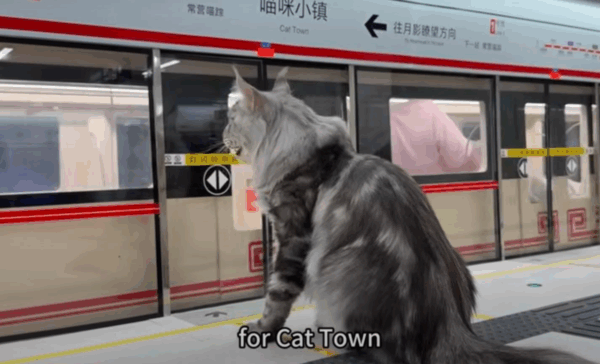 Китаєць побудував для свого кота метро