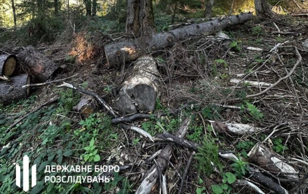Лісничому загрожує до п&rsquo;яти років за вирубку у заповіднику