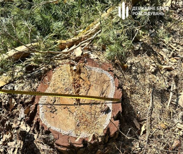 На Львівщині колишній лісничий допустив вирубку майже трьох тисяч дерев
