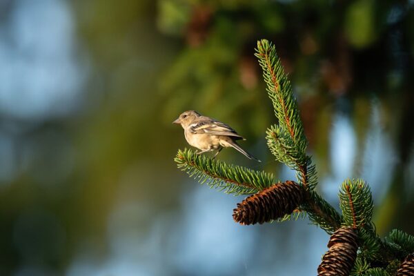 Спека до 35&deg; та місцями грози: погода на вихідні