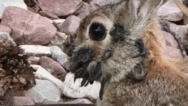 У США з&rsquo;явилися “кролики-Франкенштейни”