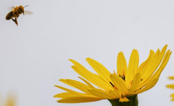 В Україні утримається суха та тепла погода