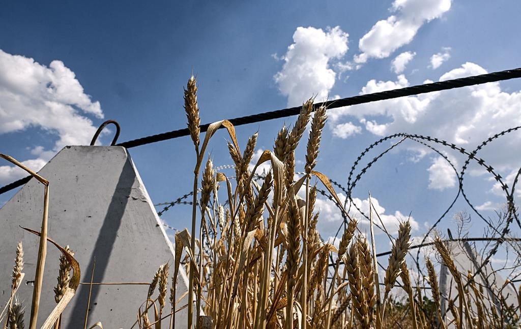 Новини бізнесу - Аграрії завершили збір пшениці в Україні