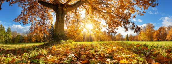 Тепло і сонячно: якою буде погода у перші вихідні осені