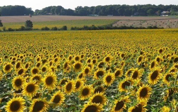 Переробка соняшнику в Україні знизилась до трирічного мінімуму