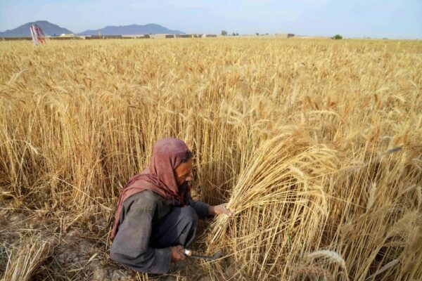 До Росії завозитимуть трудових мігрантів з Афганістану