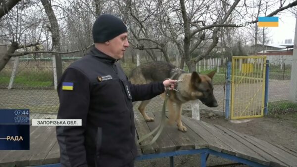 Нові чотирилапі герої: робота службових собак під час ліквідації наслідків атак