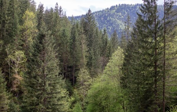 До суду скерували справу щодо незаконної передачі землі у Мигово