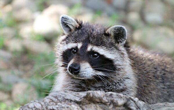 “П&rsquo;яний єнот” із Вірджинії знову вийшов на справу та став легендою