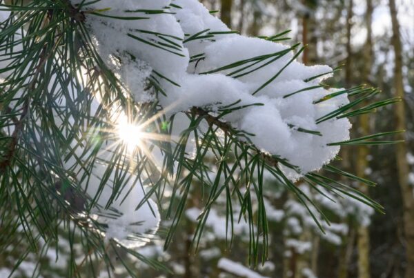 Сніг та нічні морози: якої погоди слід очікувати на вихідних