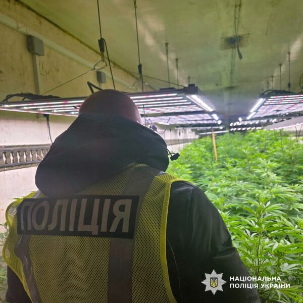 На Черкащині викрили промислову наркоплантацію з сонячними панелями
