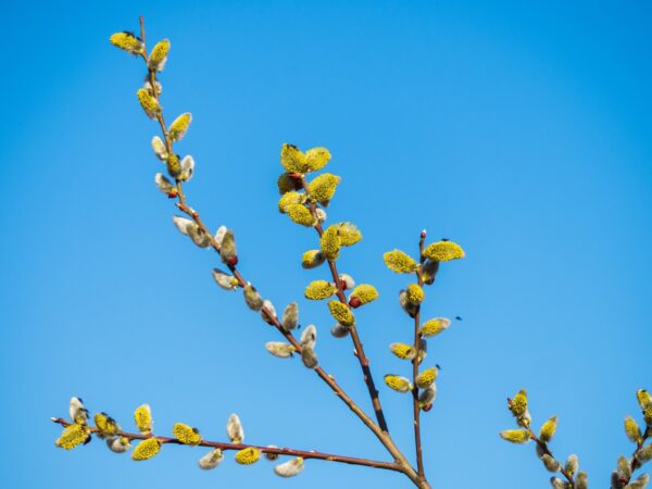 У Києві настала метеорологічна весна
