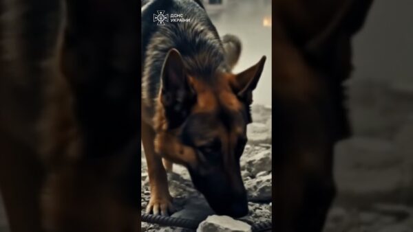 Там, де панує тиша, кінологи шукають слід життя.