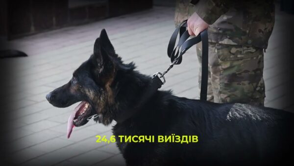 Майже 900 службових собак: як працює кінологічна служба Нацполіції